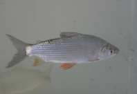 Curimbatá: Peixe para limpeza de fundo de rio