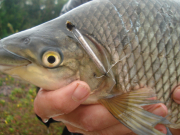 Projeto Rotas Migratórias marca novos exemplares de peixes