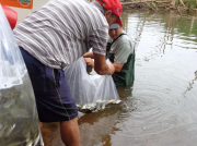 Nova etapa de soltura de alevinos é realizada pela Foz do Chapecó em parceria com a FUNDESTE