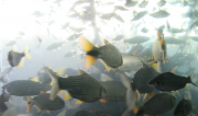 Peixes nativos oportunizam o desenvolvimento da piscicultura regional