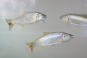 Dourado: espécie de peixe preservada por meio do Projeto Piraqué