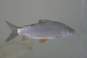 Curimbatá: Peixe para limpeza de fundo de rio