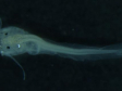 Larva de jundiá - Peixe de couro