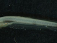 Larva de voga - peixe de escama